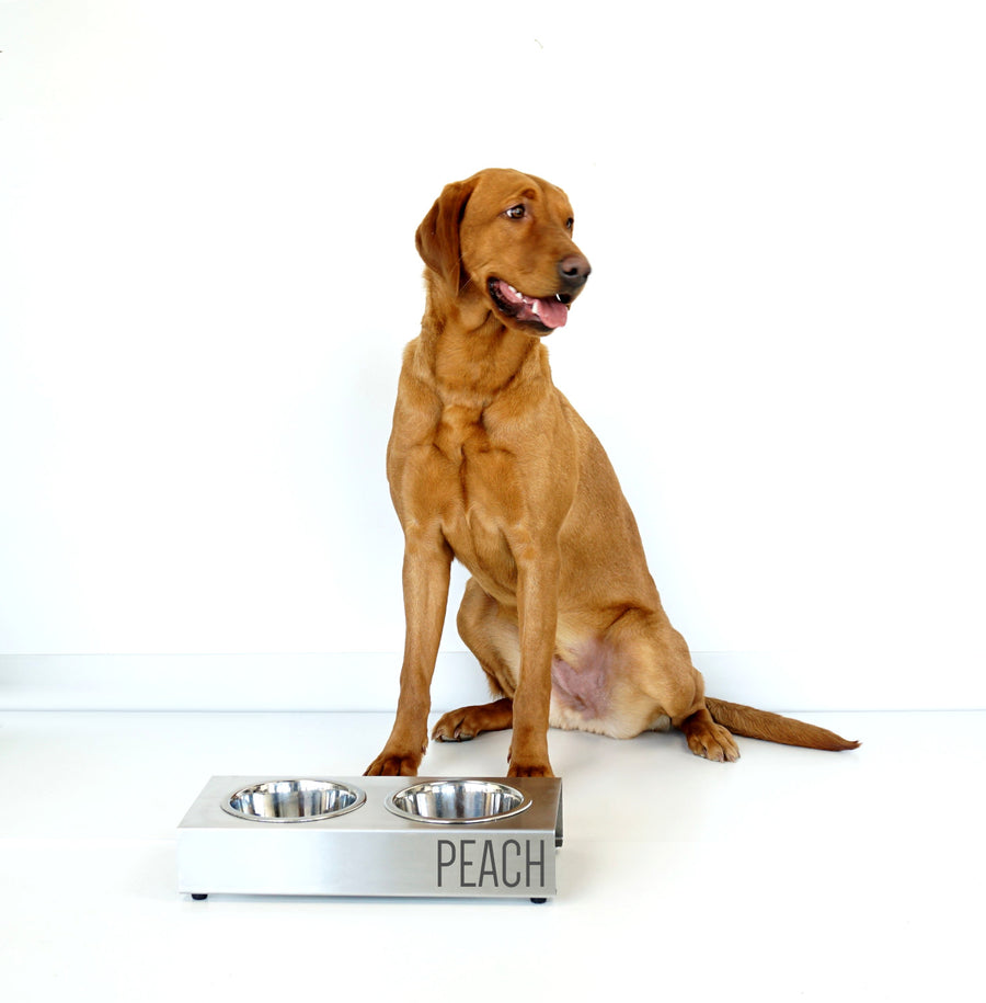 modern dog feeder vsons design#color_stainless-steel